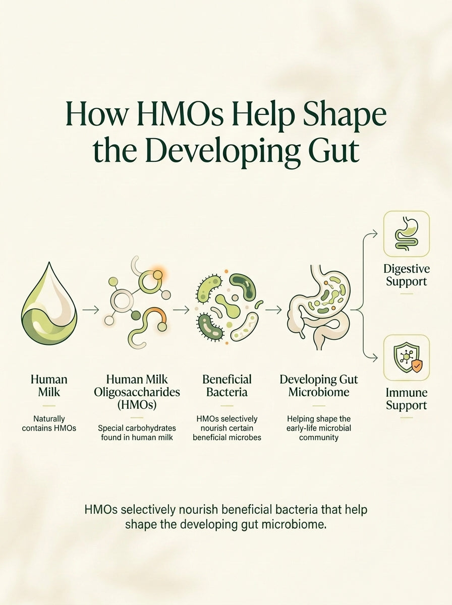 How HMOs help shape the developing gut: human milk to HMOs to beneficial bacteria to the developing gut microbiome